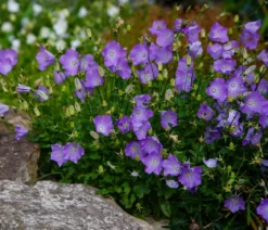 Bio Karpaten-Glockenblume, blau
