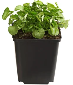 Bio Karpaten-Glockenblume, weiß