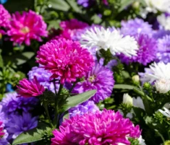 Bio Kissen-Aster 'Jenny'