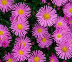 Bio Kissen-Aster 'Jenny'
