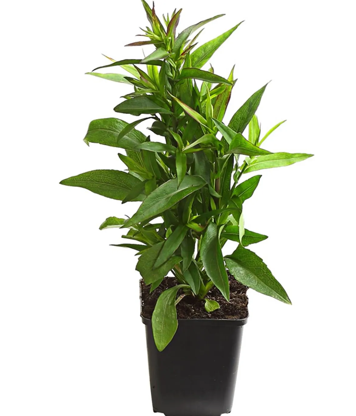 Bio Kissen-Aster 'Jenny'