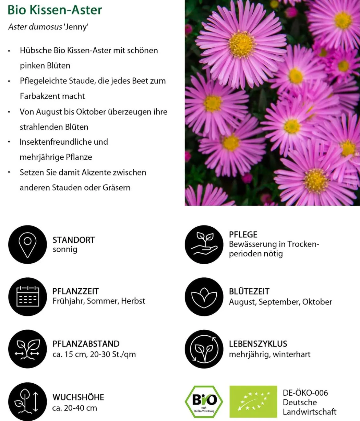Bio Kissen-Aster 'Jenny'