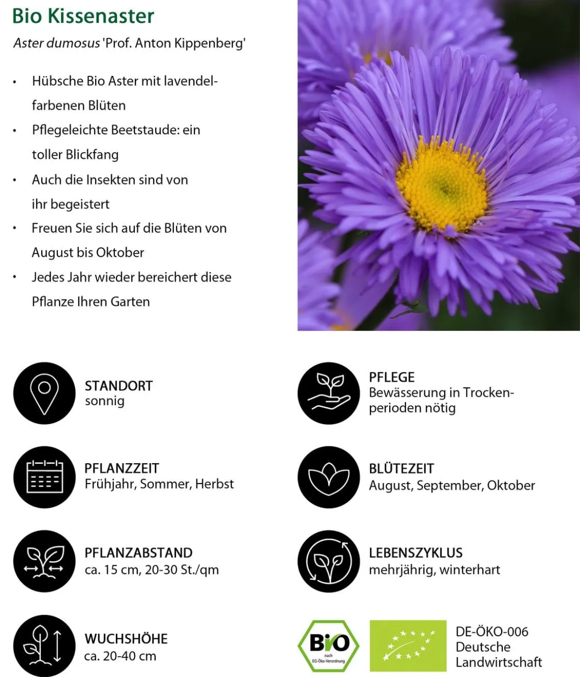 Bio Kissen-Aster 'Prof. Anton Kippenberg'