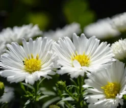 Bio Kissen-Aster 'Schneekissen'