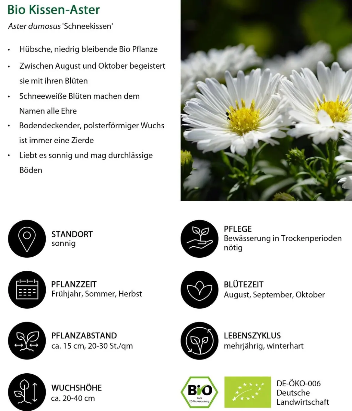 Bio Kissen-Aster 'Schneekissen'