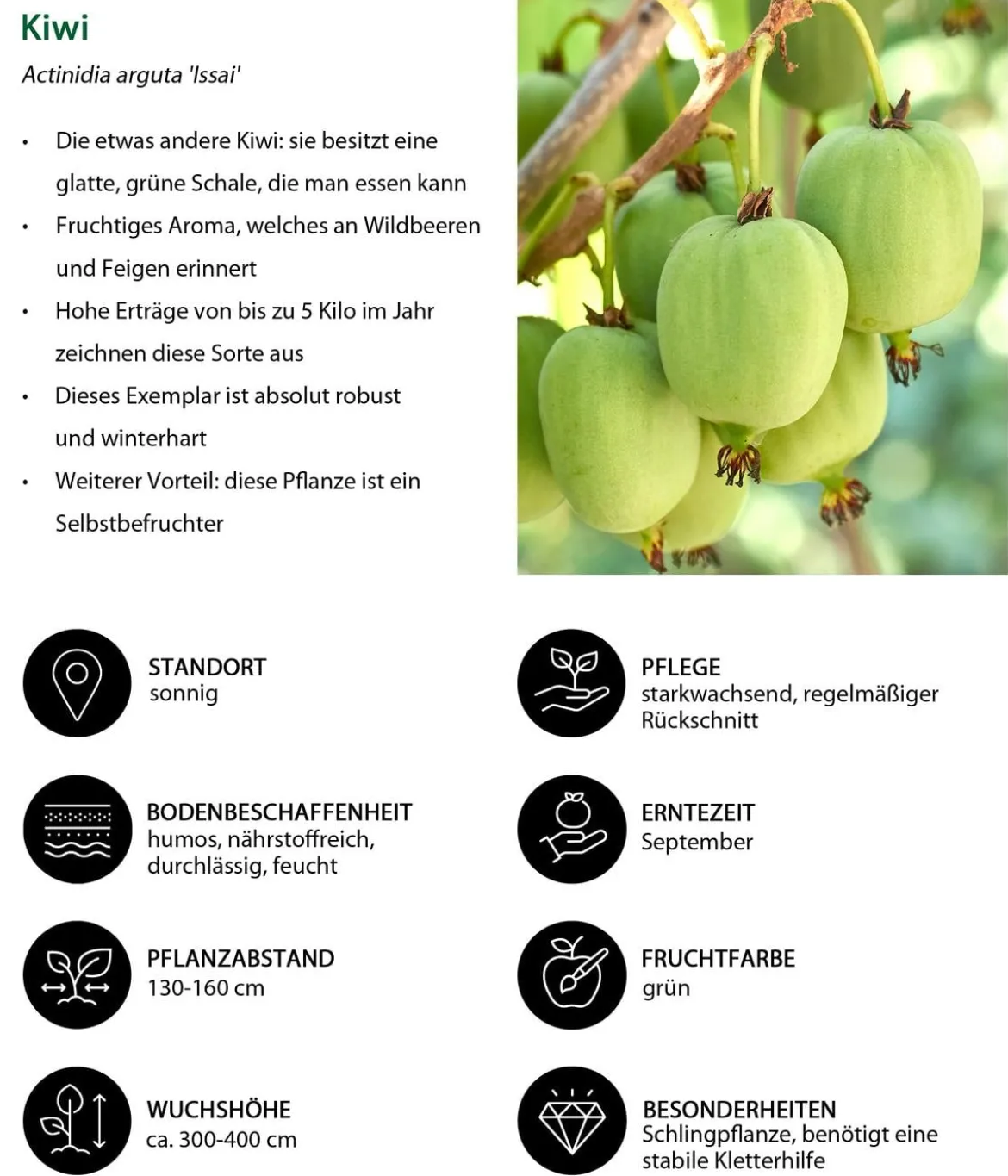 Bio Kiwi 'Issai'