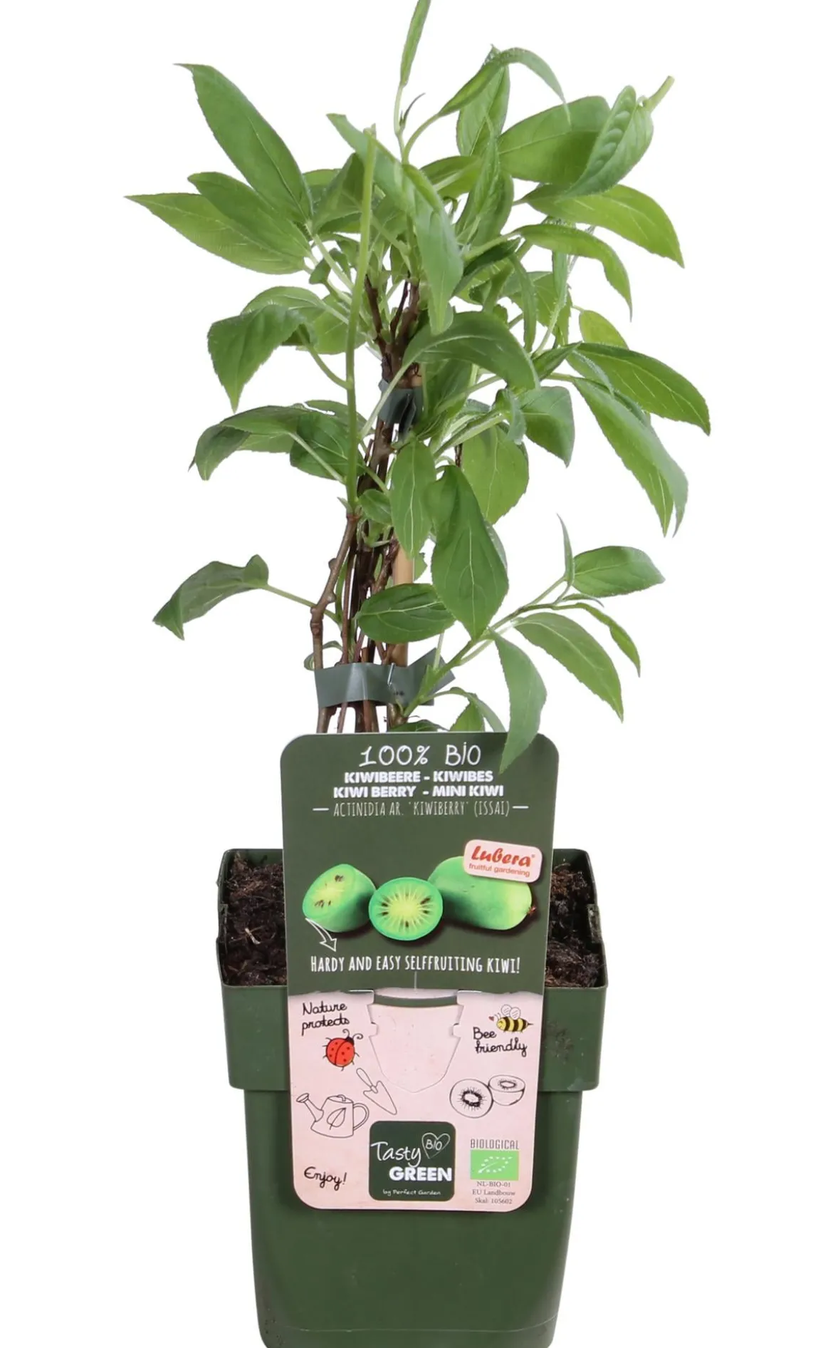 Bio Kiwi 'Issai'