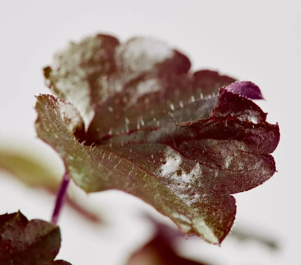 Bio Kleinblütiges Purpurglöckchen 'Palace Purple'