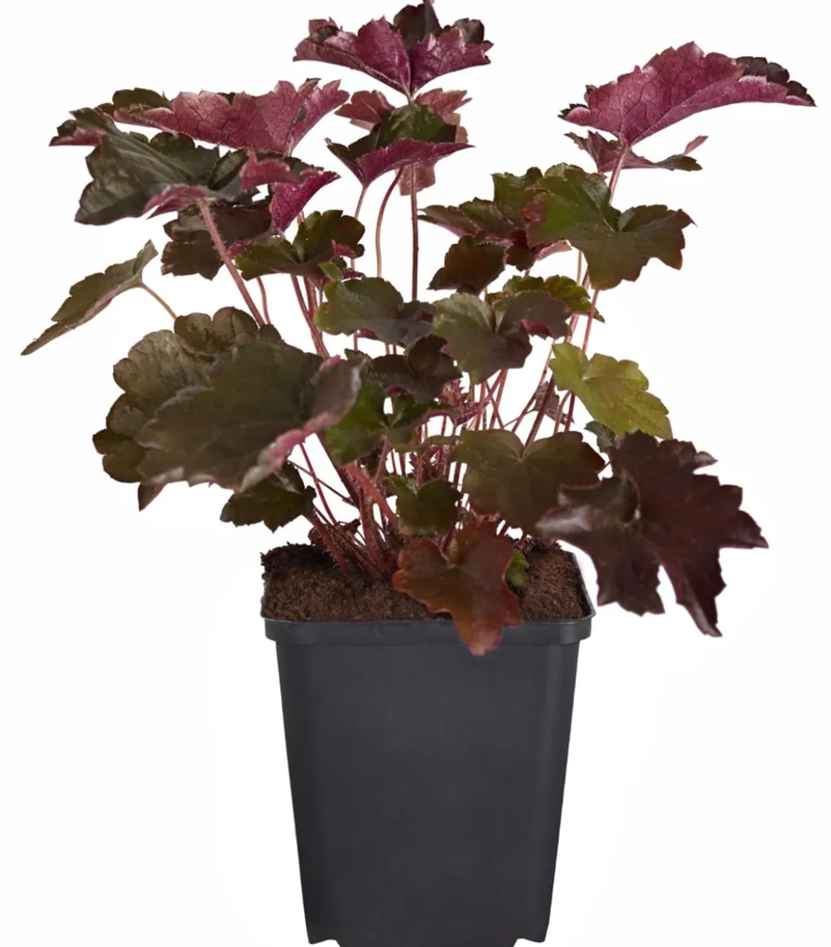Bio Kleinblütiges Purpurglöckchen 'Palace Purple'