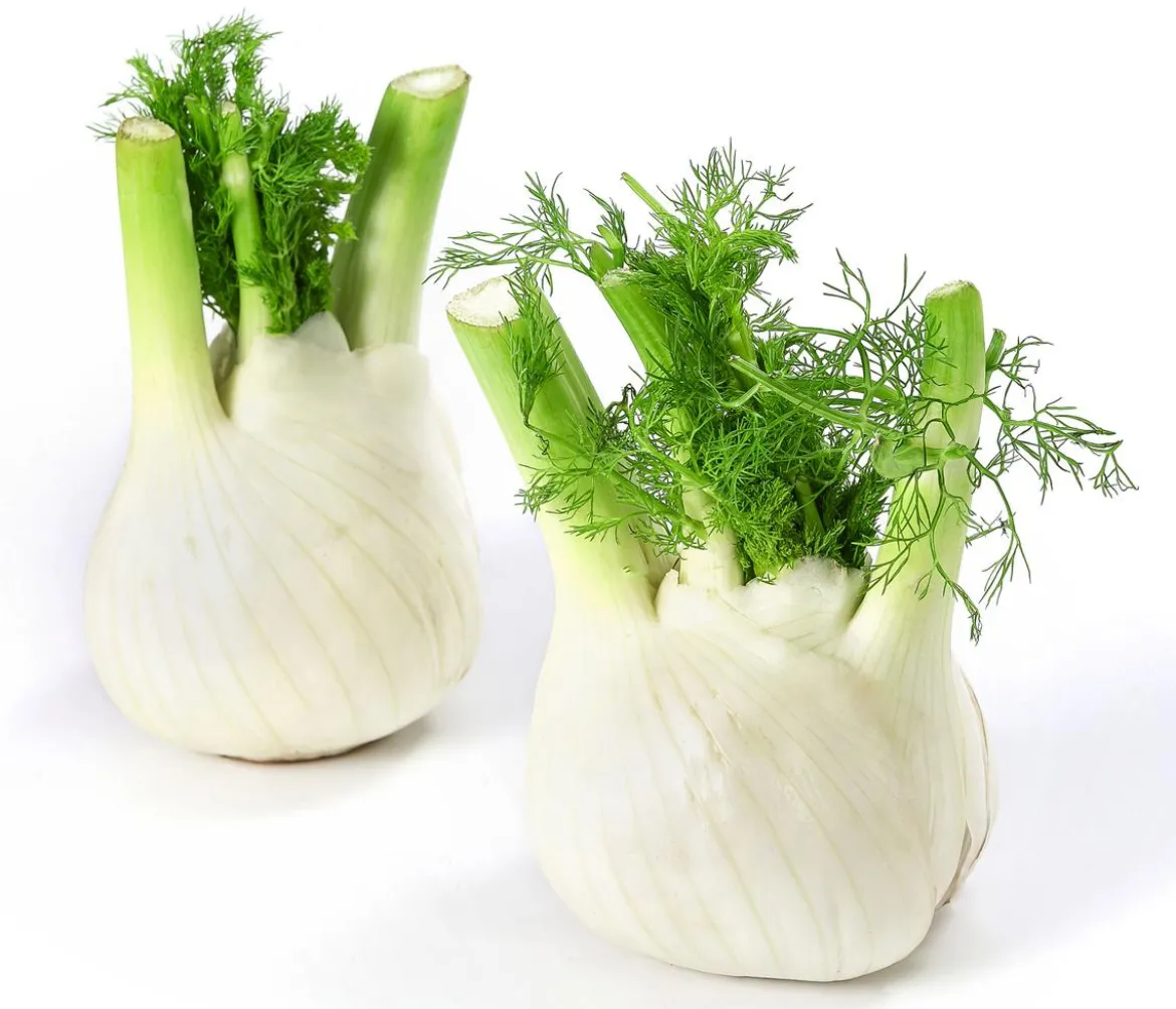 Bio Knollenfenchel, 6er Schale