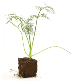 Bio Knollenfenchel, 6er Schale