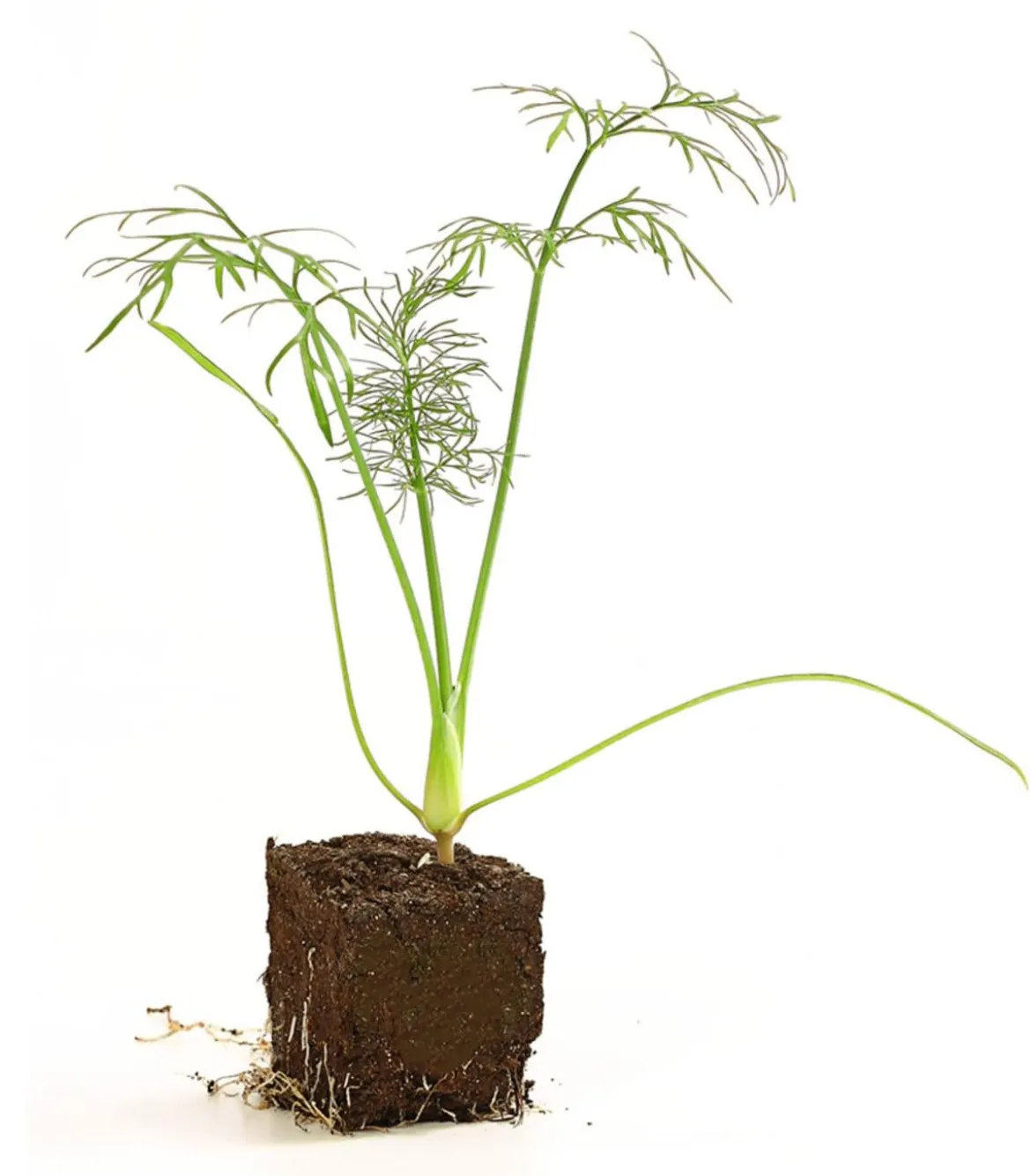 Bio Knollenfenchel, 6er Schale