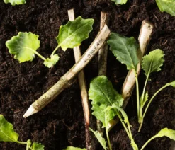 Bio Kohlrabi weiß, 6er Schale