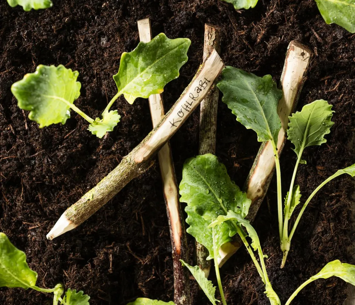 Bio Kohlrabi weiß, 6er Schale
