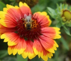 Bio Kokardenblume 'Kobold'