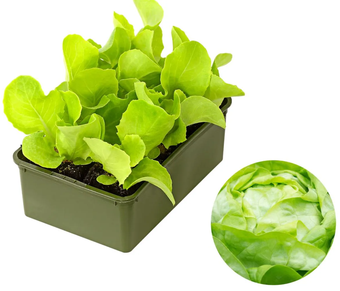 Bio Kopfsalat, lausresistent, 6er Schale