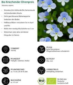 Bio Kriechender Ehrenpreis