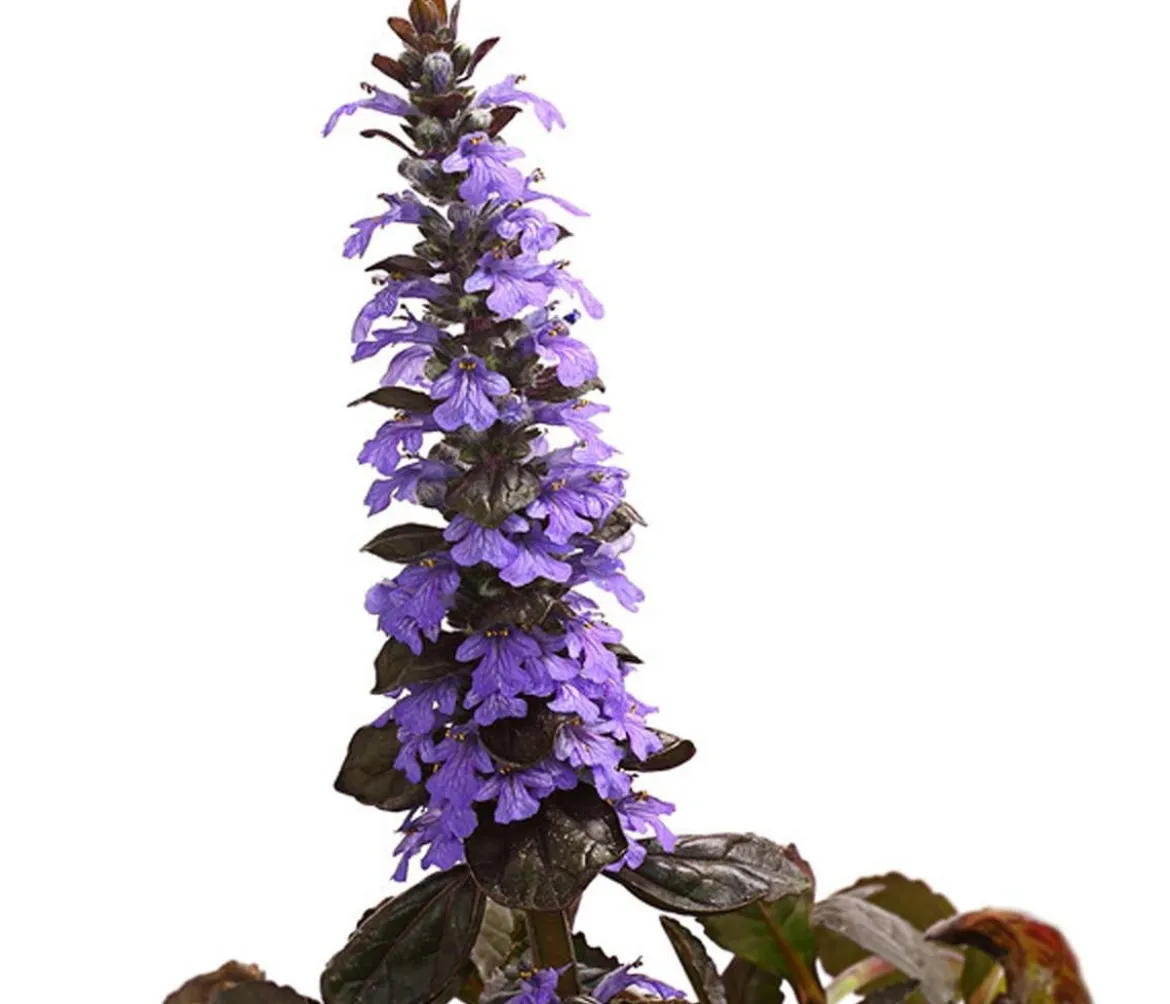 Bio Kriechender Günsel 'Atropurpurea'