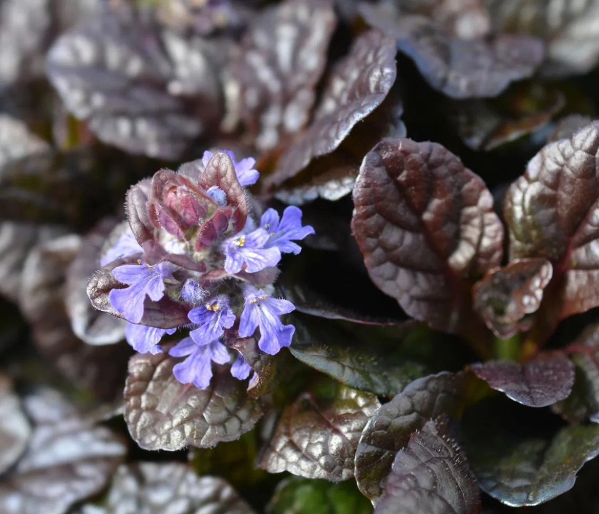 Bio Kriechender Günsel 'Atropurpurea'