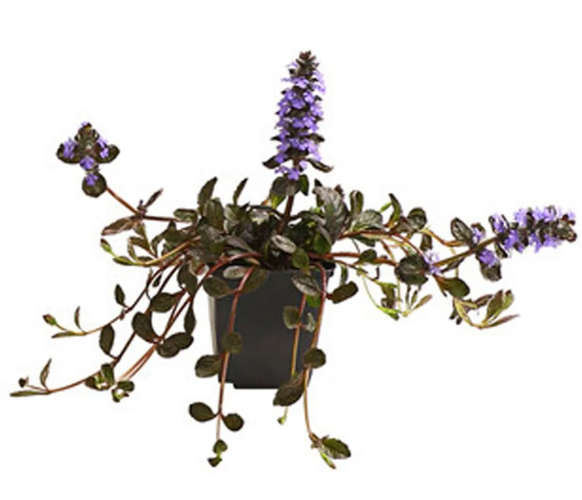 Bio Kriechender Günsel 'Atropurpurea'