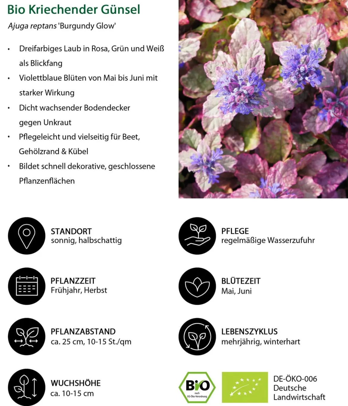 Bio Kriechender Günsel 'Burgundy Glow'