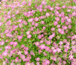 Bio Kriechendes Schleierkraut 'Rosea'
