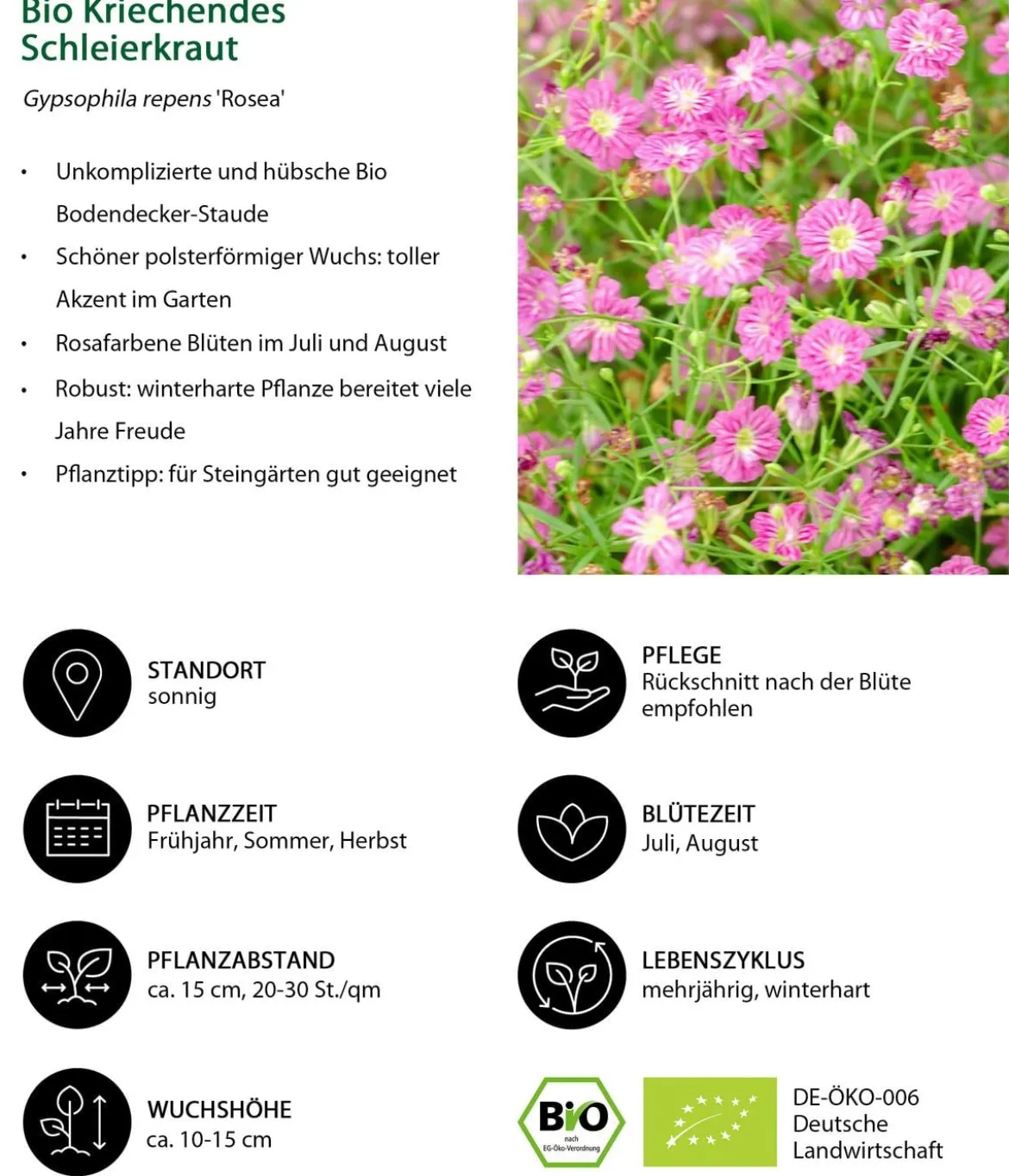Bio Kriechendes Schleierkraut 'Rosea'
