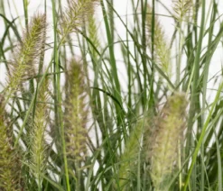 Bio Lampenputzergras 'Hameln'
