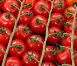 Bioland Cherrytomate