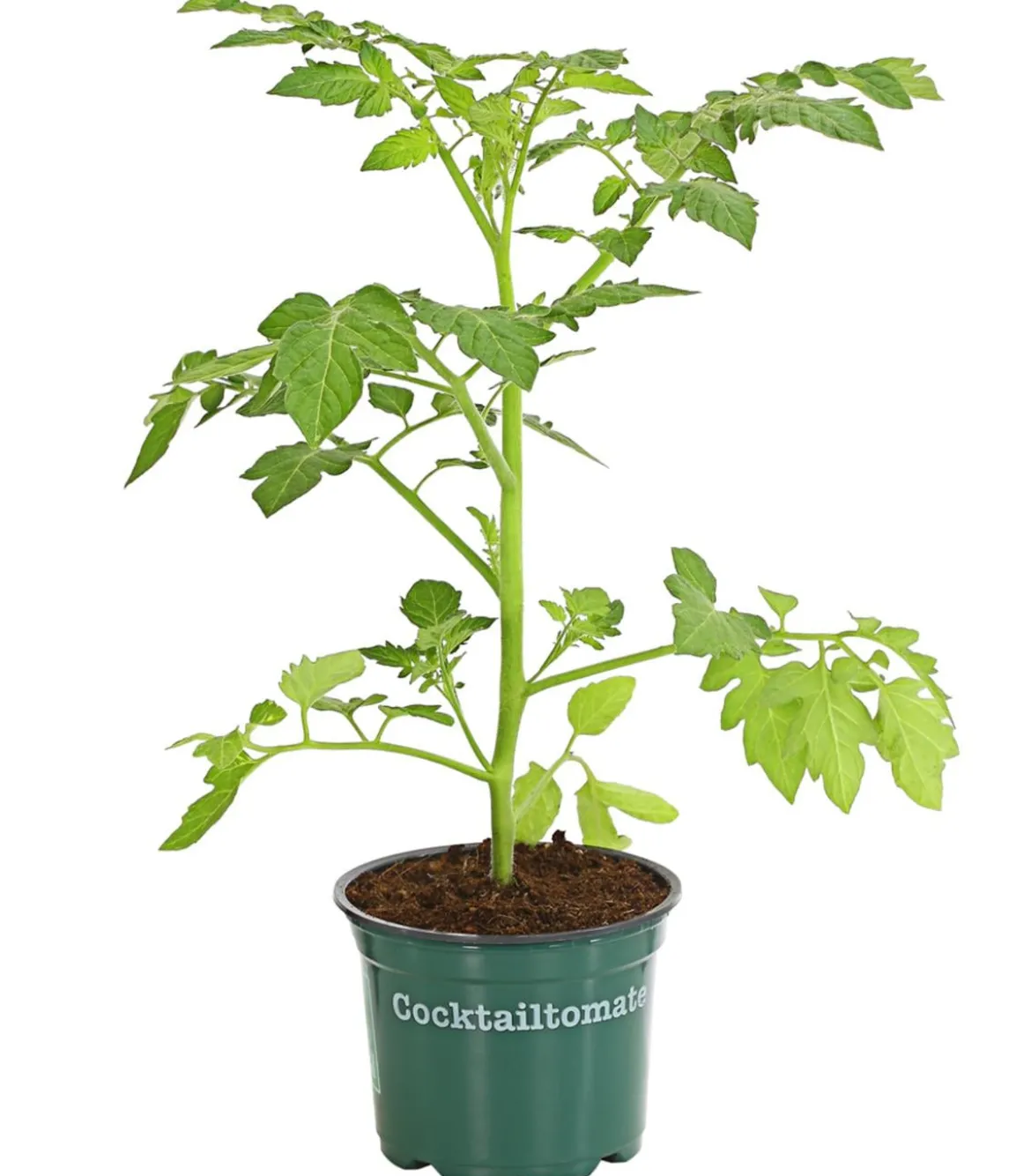 Bioland Cherrytomate