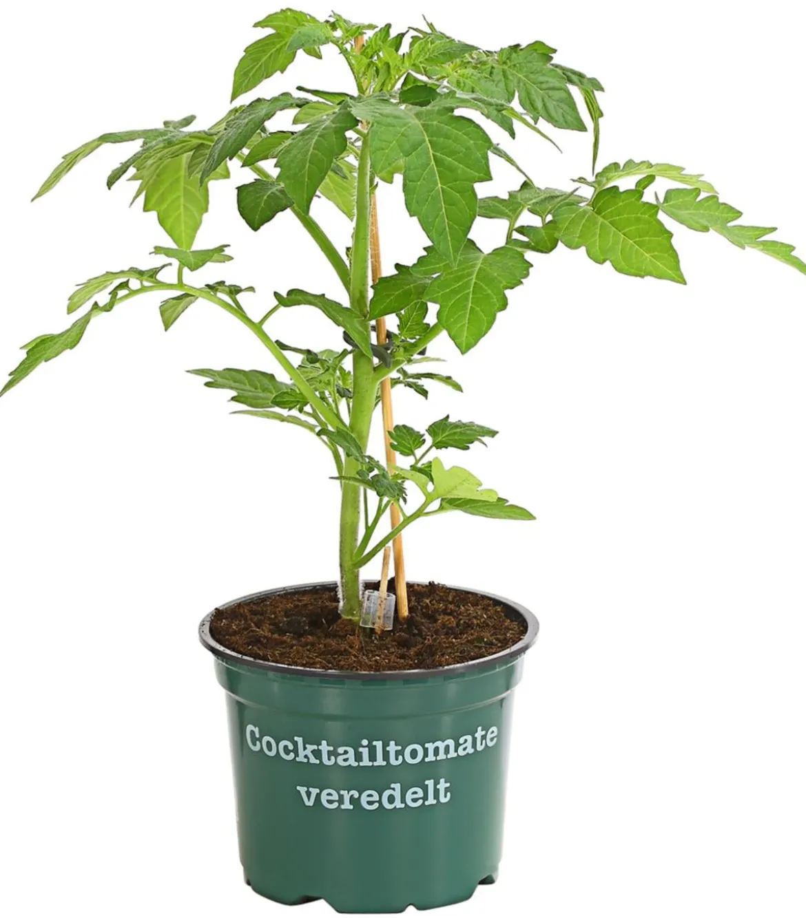 Bioland Cherrytomate, veredelt