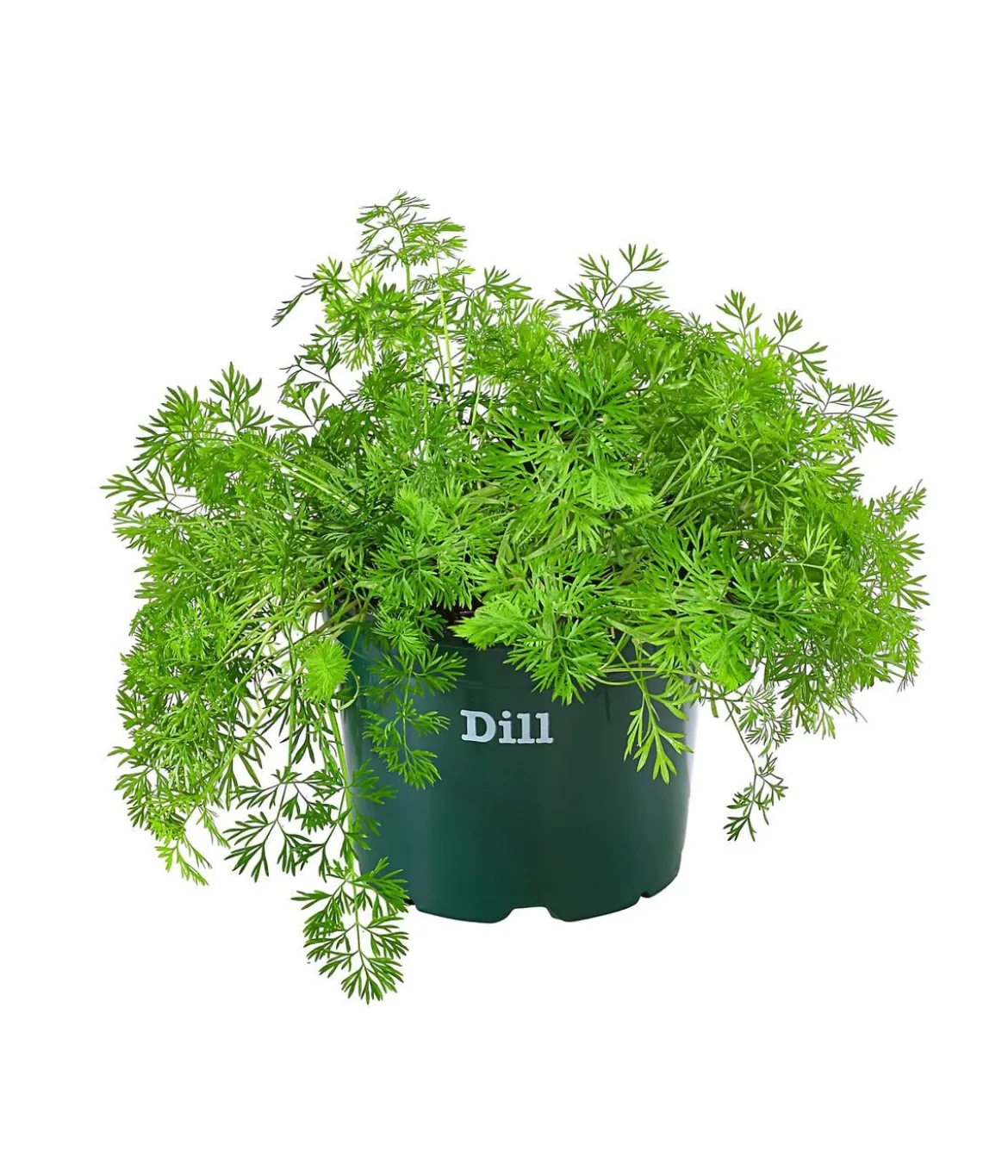Bioland Dill