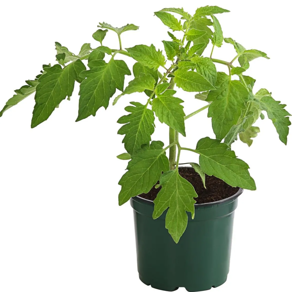 Bioland Eiertomate