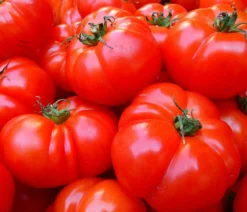 Bioland Fleischtomate