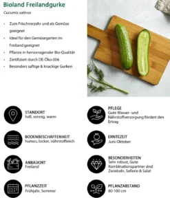 Bioland Freilandgurke