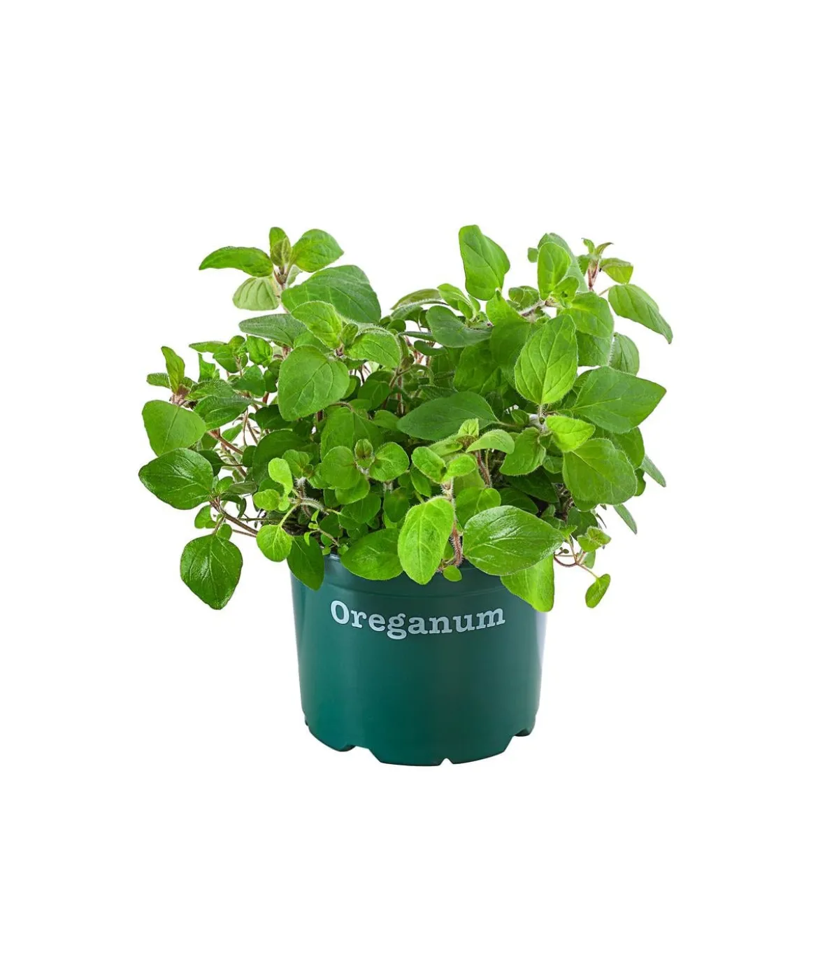 Bioland Oregano