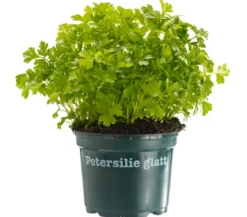 Bioland Petersilie, glatt