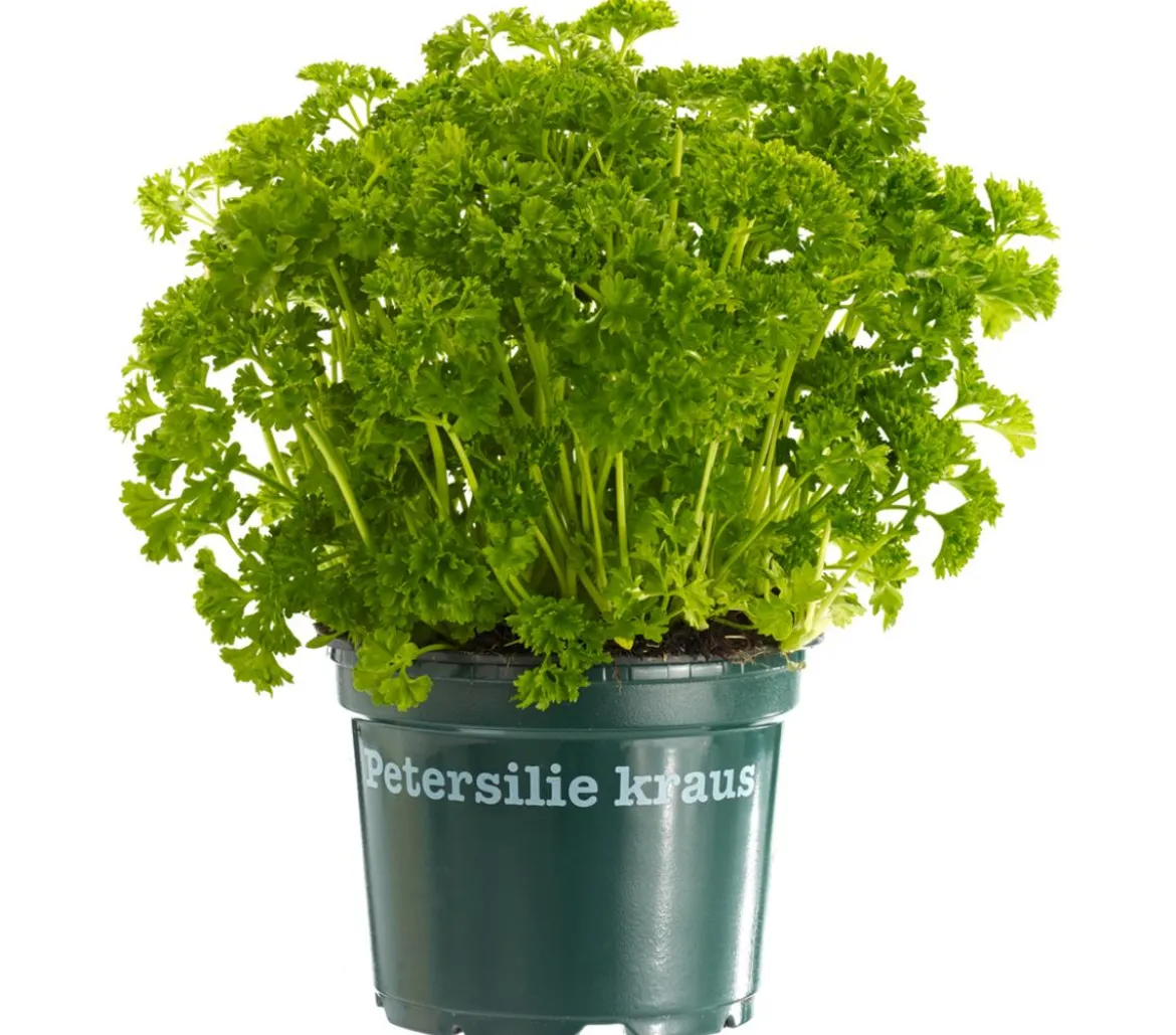 Bioland Petersilie 'Mooskrause'