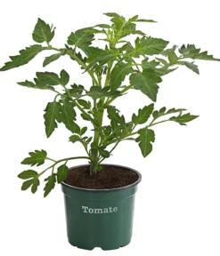 Bioland Tomate, rundfruchtig