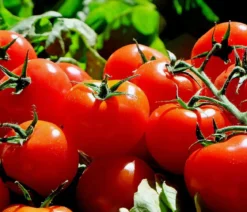 Bioland Tomate, rundfruchtig