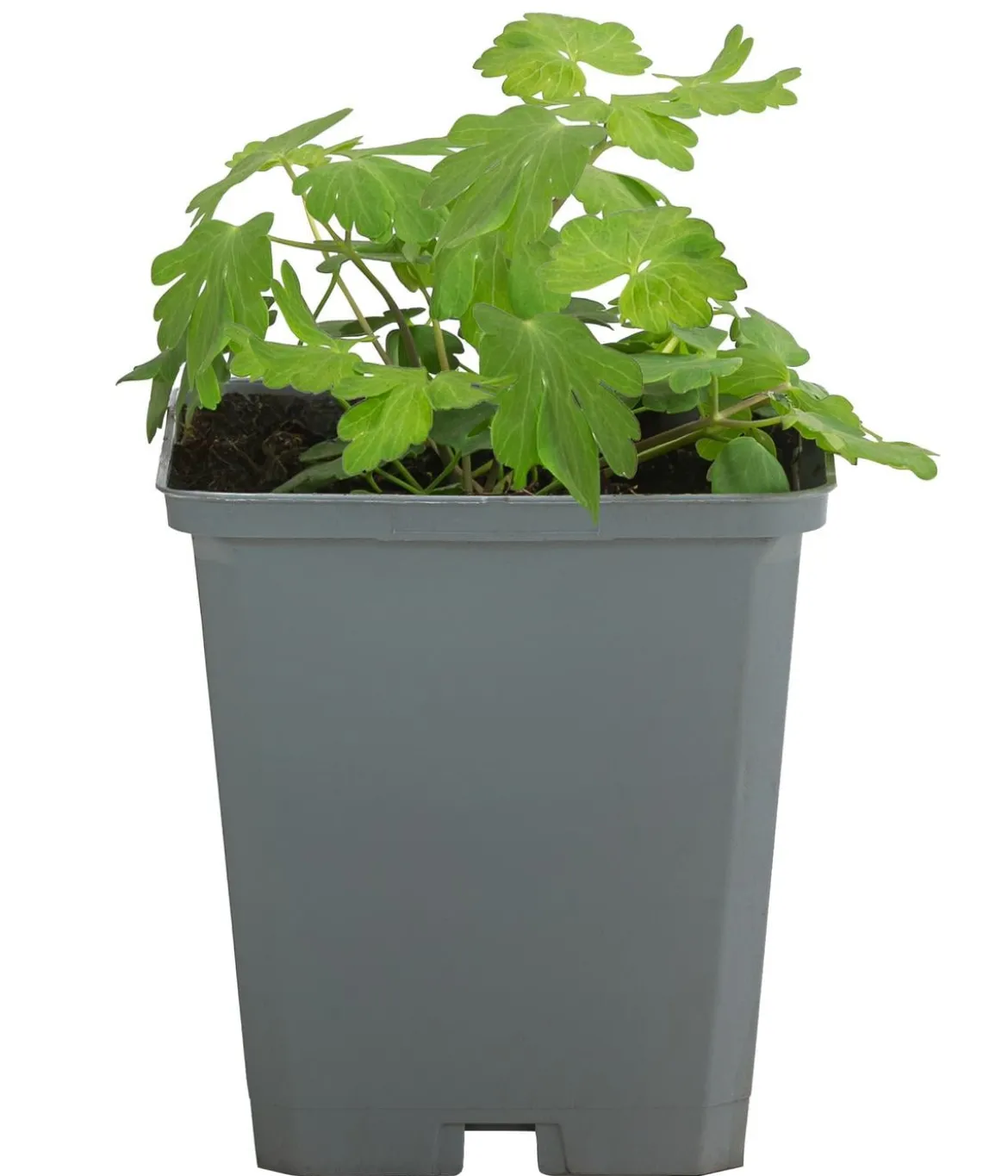 Bio Langspornige Akelei 'Earlybird Red Yellow'