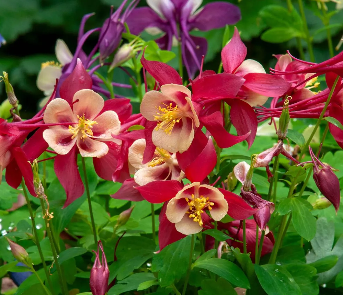 Bio Langspornige Akelei 'Earlybird Red Yellow'