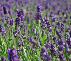 Bio Lavendel 'Hidcote Blue'