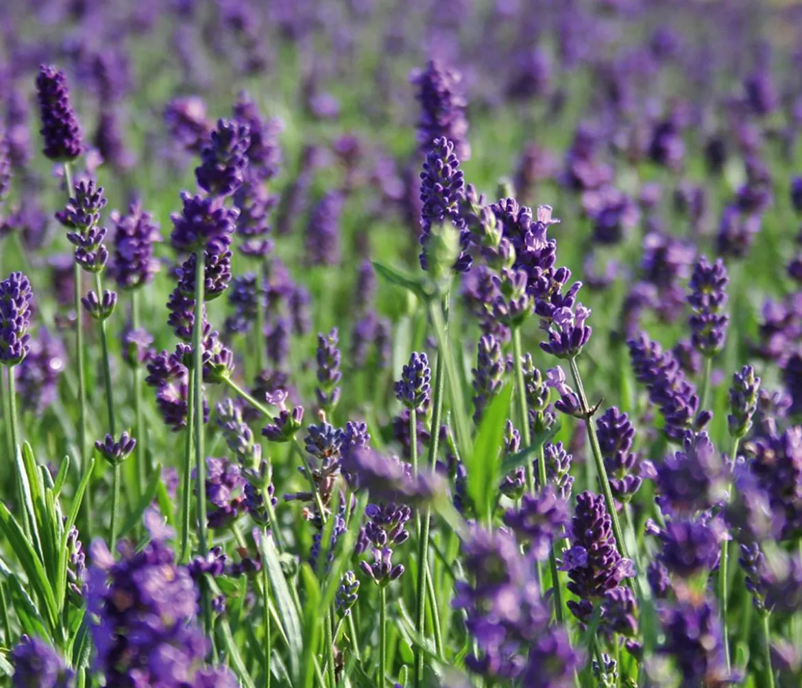 Bio Lavendel 'Hidcote Blue'
