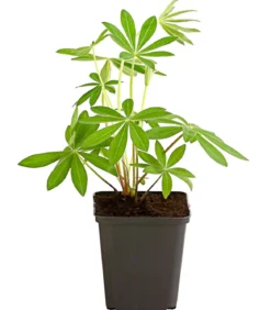 Bio Lupine, blau