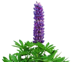 Bio Lupine, blau
