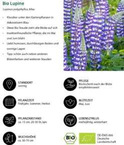 Bio Lupine, blau