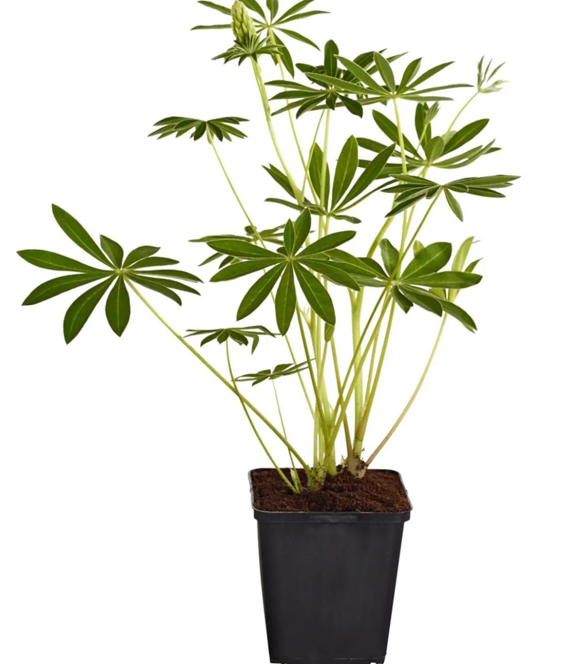 Bio Lupine, gelb