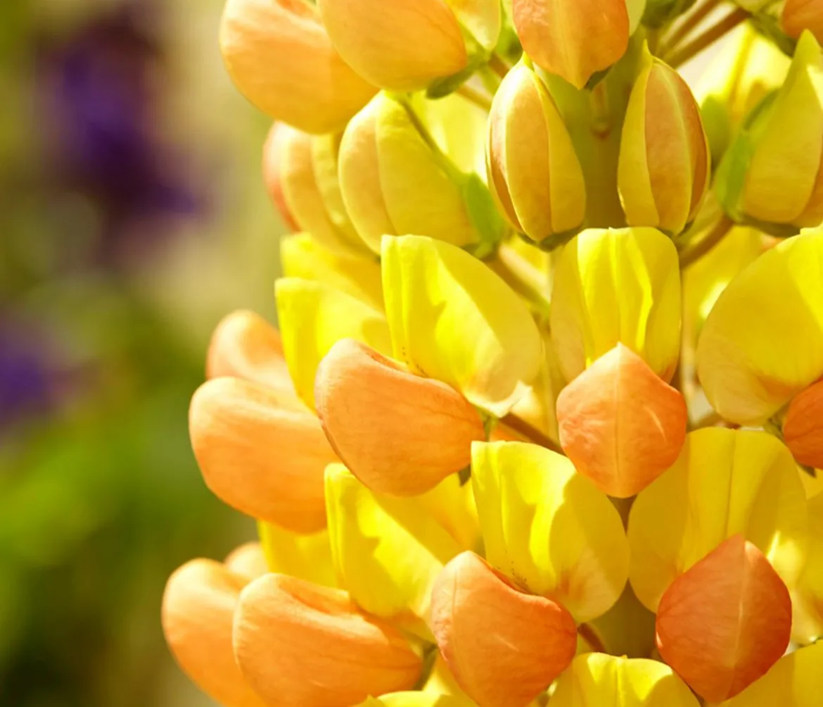Bio Lupine, gelb