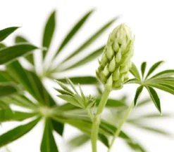 Bio Lupine, gelb